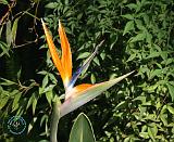 Bird of Paradise flower 9Y209D-151